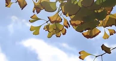 秋日阳光下的银杏视频的预览图